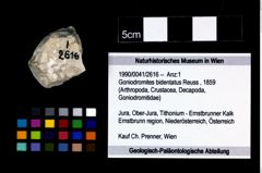Foto (Objekt + Etikett) von Goniodromites bidentatus (Reuss, 1859)  (NHMW-GEO-1990-0041-2616)